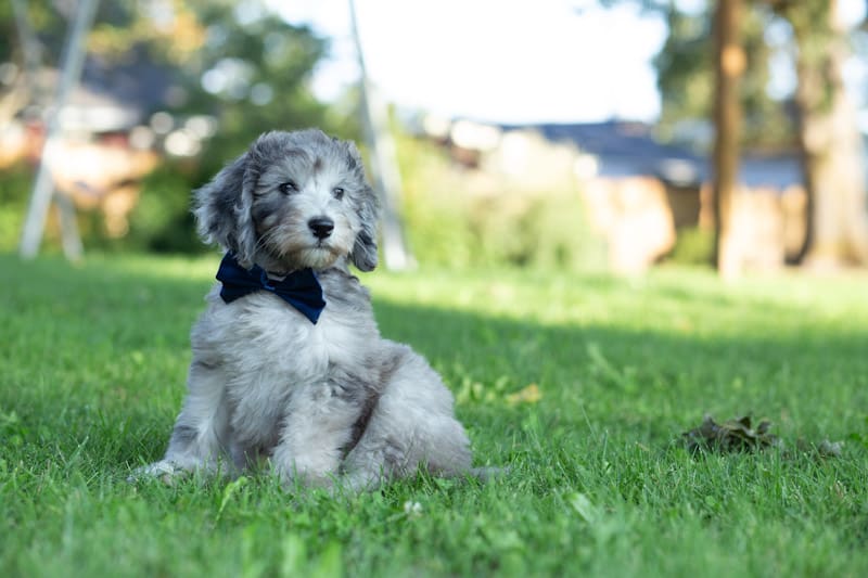 New Puppy Training Schedule