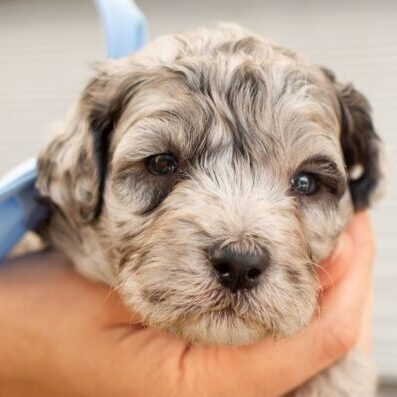 Blue Bow - Moyen Blue Merle Boy