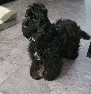 Ruby Phantom Cocker Spaniel Female