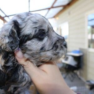 Merle Boy