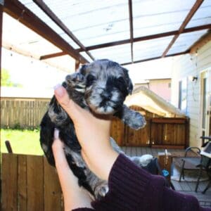 Merle boy