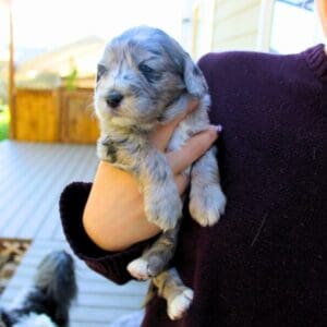 Merle Girl #1
