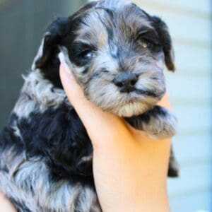 Merle Girl #2