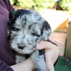 Merle Girl #4