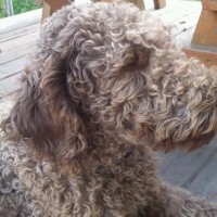Tippy short... perfect..F1 Labradoodle