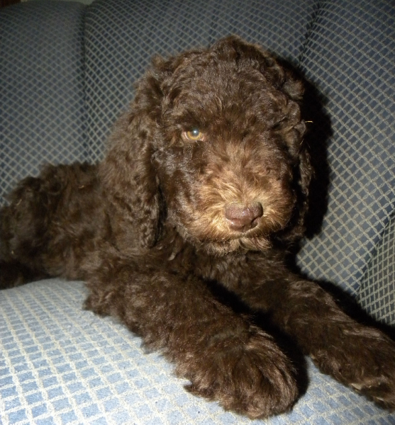 Baby Maddie - Chocolate F1B Labradoodle Puppy