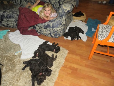 6 week old Labradoodles and 8 year old Olivia have a slumber party..looks like she wore them out first