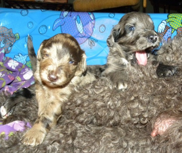 F1 Aussiedoodle Puppies - Red and Blue Merle Puppies 2013