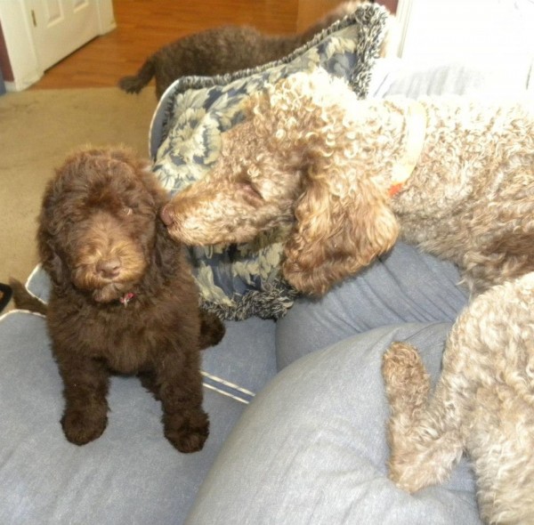 Labradoodle Puppy and her Mommy..