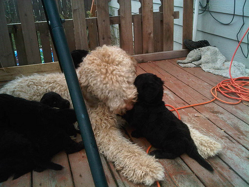 Teddy babysitting puppies..