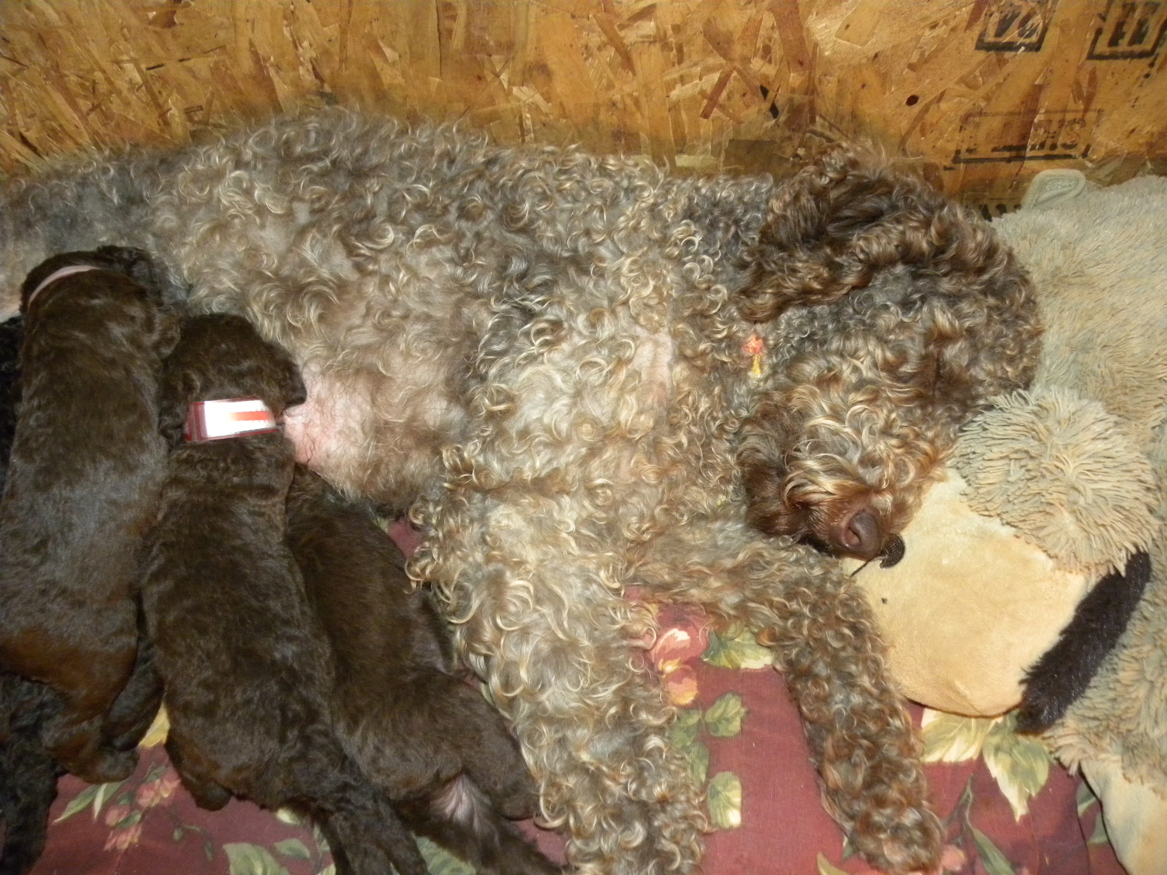 Tippy and her first litter...