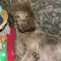 Tippy ...VERY short.. poodle cut...F1 Labradoodle
