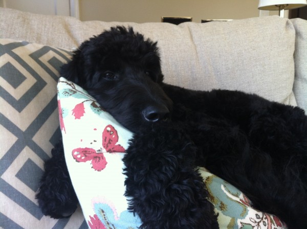 Cooper on sofa -Black F1 Goldendoodle from Daisy