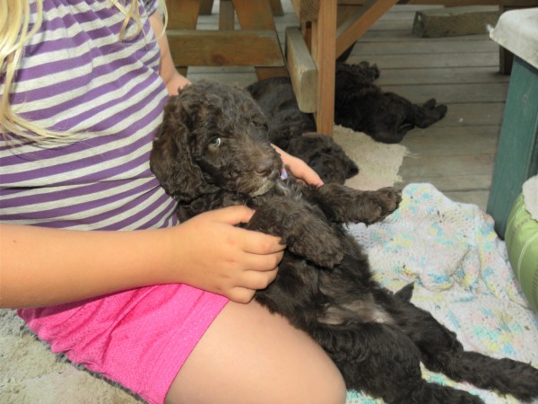 Labradoodle puppy melting into my daughters lap on her back.. I think she passes the restraint test..