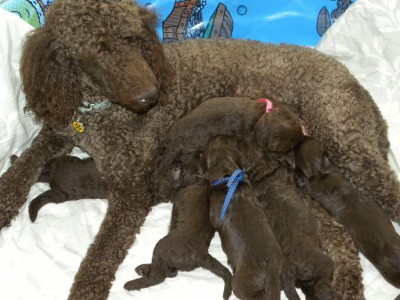 Daisy - Standard Poodle and her litter