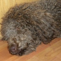 Tippy ...OVERGROWN.. and matted...F1 Labradoodle