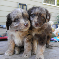 Two Mini Aussiedoodle Puppies