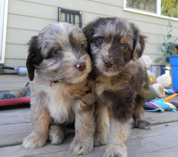 Red Collar Merle Girl (left) and Yellow Merle Girl (right)