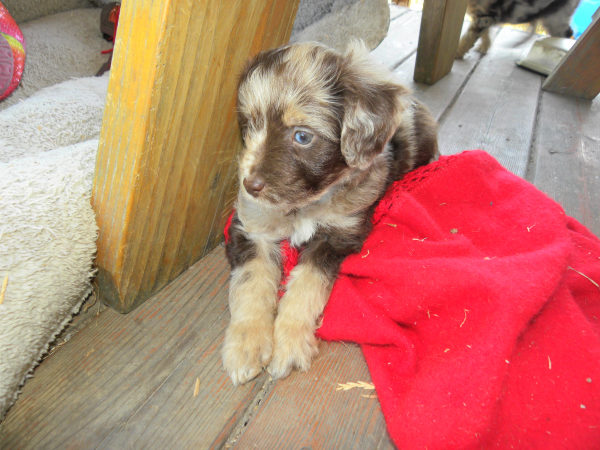Mini Aussiedoodle Puppy from one of our Guardian Dogs "Molly"