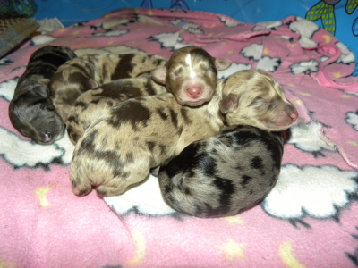 Standard F1 Aussiedoodle litter with loads of color - Dreamydoodles NW