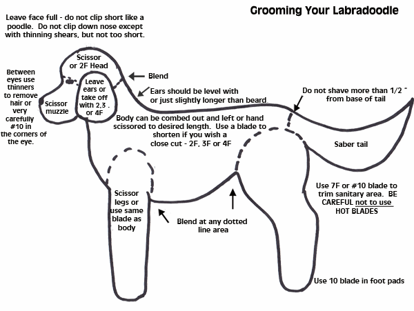 Grooming your Doodle, Aussiedoodle and Goldendoodle