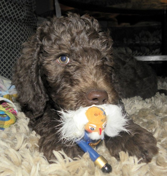 Snoozy and Bibbles Available Male Labradoodle Puppies