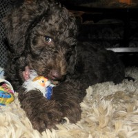 10 week old Chocolate Labradoodle Puppy Chewing a Toy