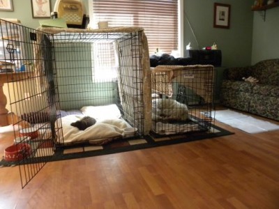 This is the biggest Kennel we have around here and then door is left open!