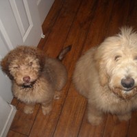 Aussiedoodle and Goldendoodle Pals