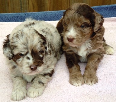 Red Merle Aussidoodle Puppies from Doodlesville.com