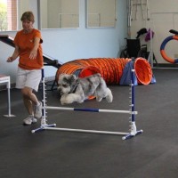 Mini Aussiedoodle training in agility