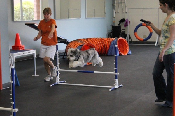 Mini Aussiedoodle training in agility