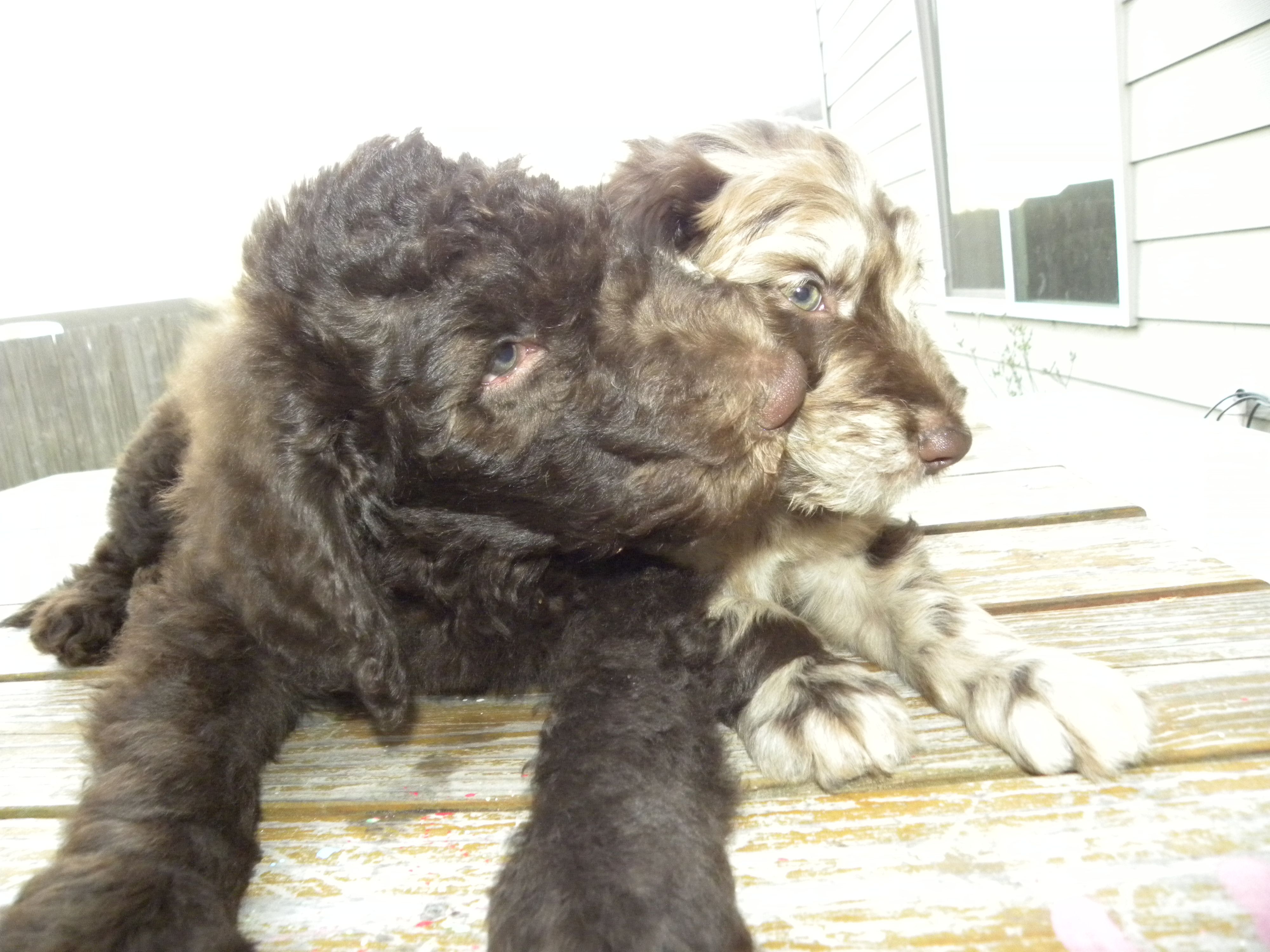 F1B Labradoodle Male Bruno and F1 Auussiedoodle Flower giving kisses...
