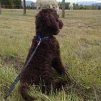 Bruno - 5 month old Chocolate Multigen Labradoodle - Adolescent Stage - Socialization and Leash Training