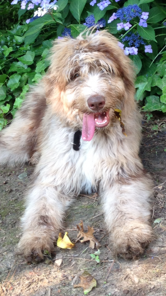 Chip as an adult Red Merle Aussiedoodle Male
