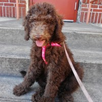 Clementine - 5 month old Labradoodle