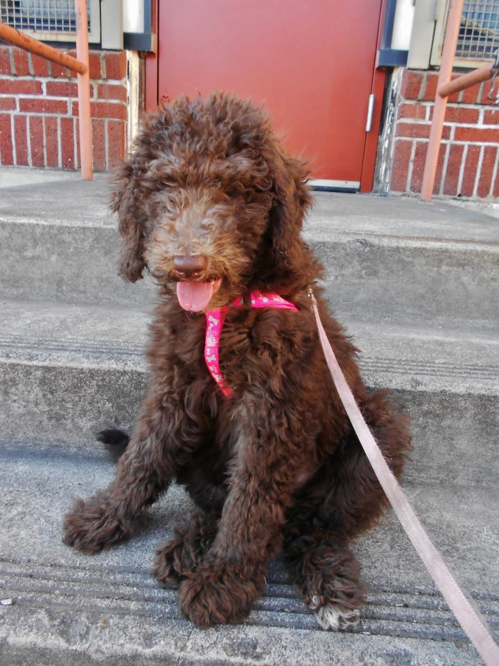 Mattie - Labradoodle.. we held Mattie back and she now lives in one of our very special Guardian Homes