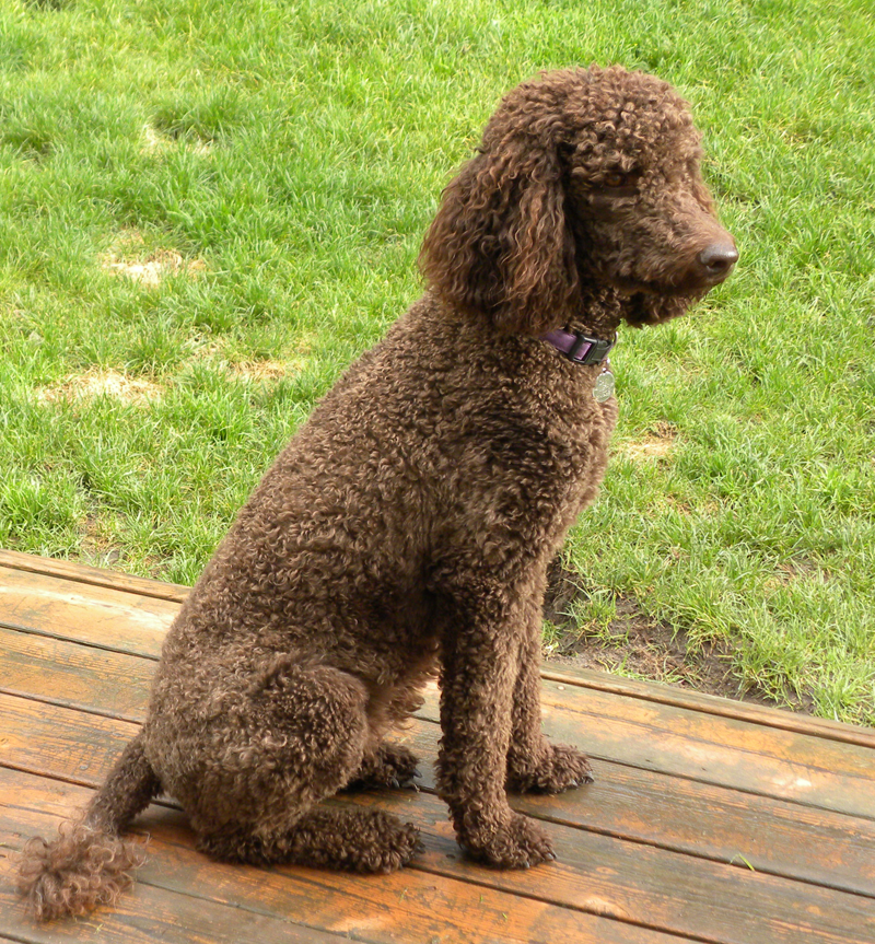 Daisy - Chocolate Standard Poodle