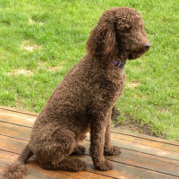 Daisy .. perfect in my opinion.. Standard Poodle