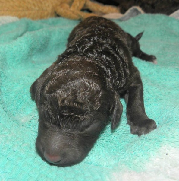 Small Standard Poodle Puppies for sale in Washigton