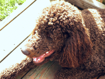 Daisy - Chocolate Standard Poodle