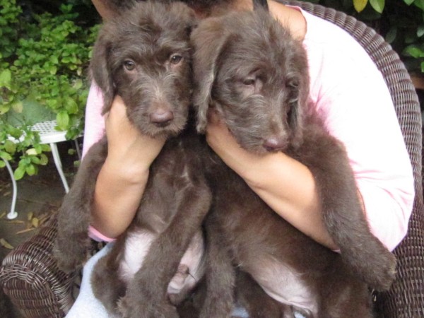 Chocolate F1 Labradoodle Puppies