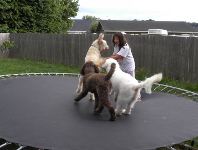 My daughter and Doods on the Trampoline