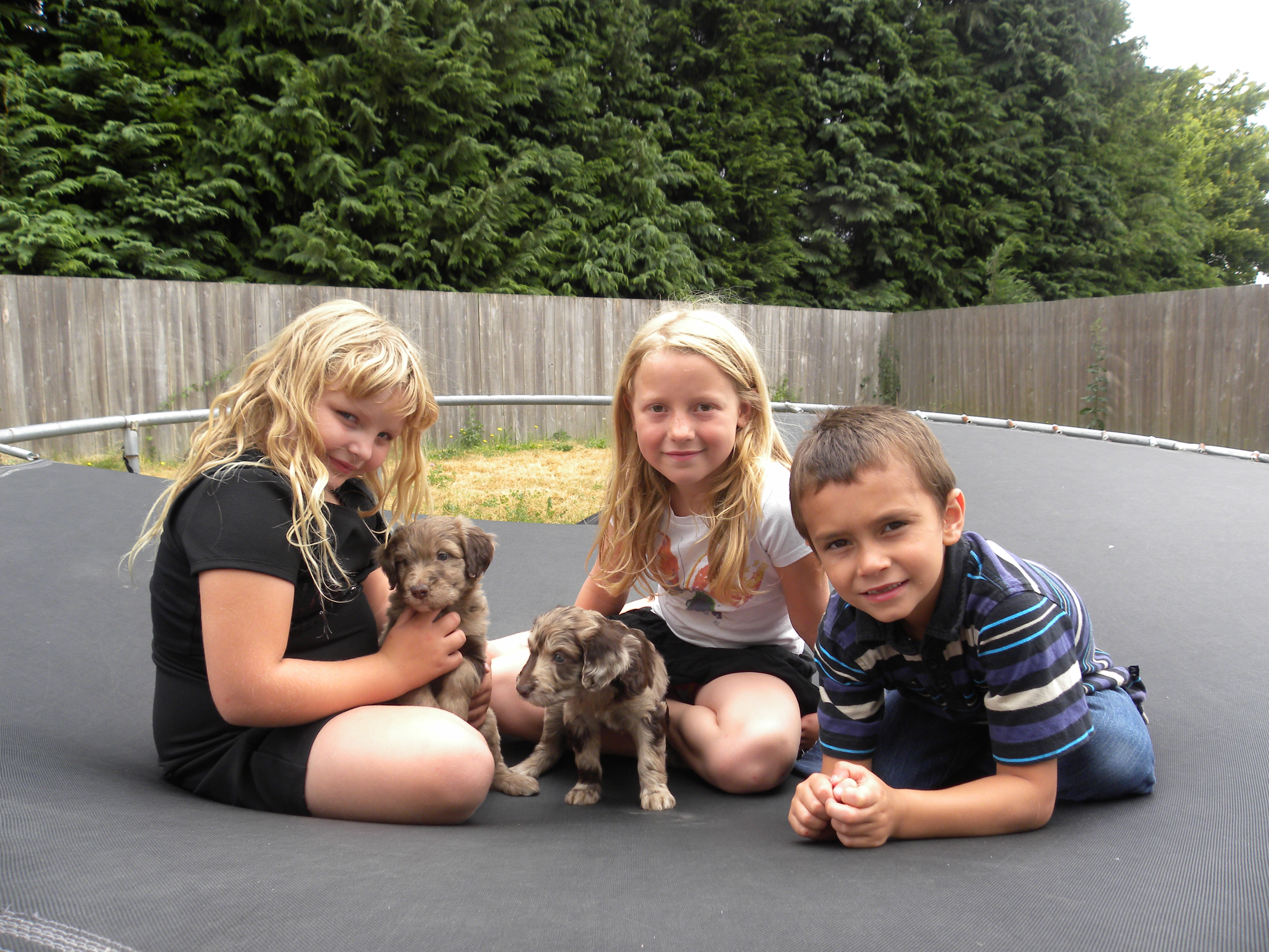 Flower and Sammy on the Trampoline with the kids - F1 Aussiedoodles 5 weeks