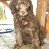 Blue Boy - F1b Labradoodle - Available