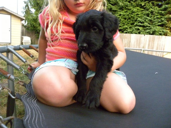 Black Male F1 Aussiedoodle - Knuckles and Olivia on the Trampoline