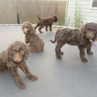 F1b Labradoodles Puppies - 7 weeks old - Early Socialization - littermates playing on the trampoline