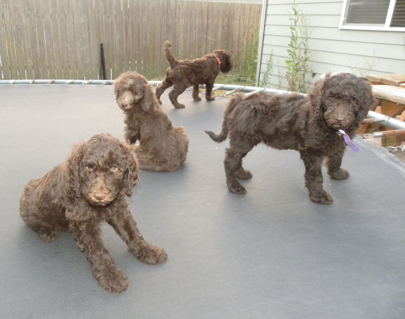 F1b Labradoodles Puppies - 7 weeks old - Early Socialization - littermates playing on the trampoline 