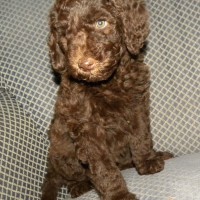 Pink Girl - 7 wks F1b Labradoodle Available