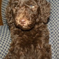 Pink Girl - 7 wks F1b Labradoodle - Available
